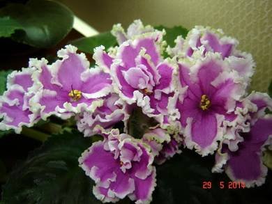 Эсмеральда2